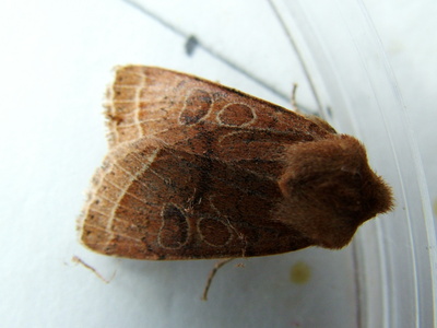Common Quaker
